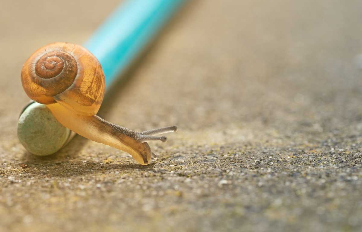 Snail going over a metal pipe slowly